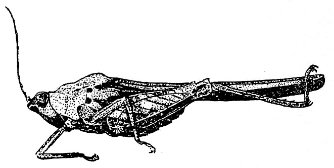 Dinotettix major Bolívar, 1905: Fig. 135 (specimen from Kwamouth). male, lateral view (pronotum length 11.9 mm, hind femur 4.5 mm). (Otu).
