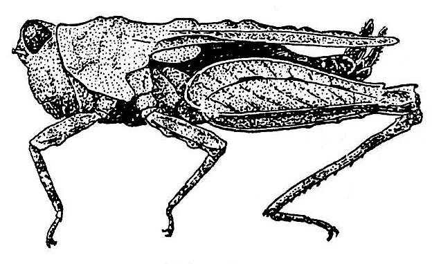 Marshallacris cadone (Günther, 1939): Fig. 246. female, lateral view (pronotum length 9.8 mm, hind femur 6.8 mm). (Otu).