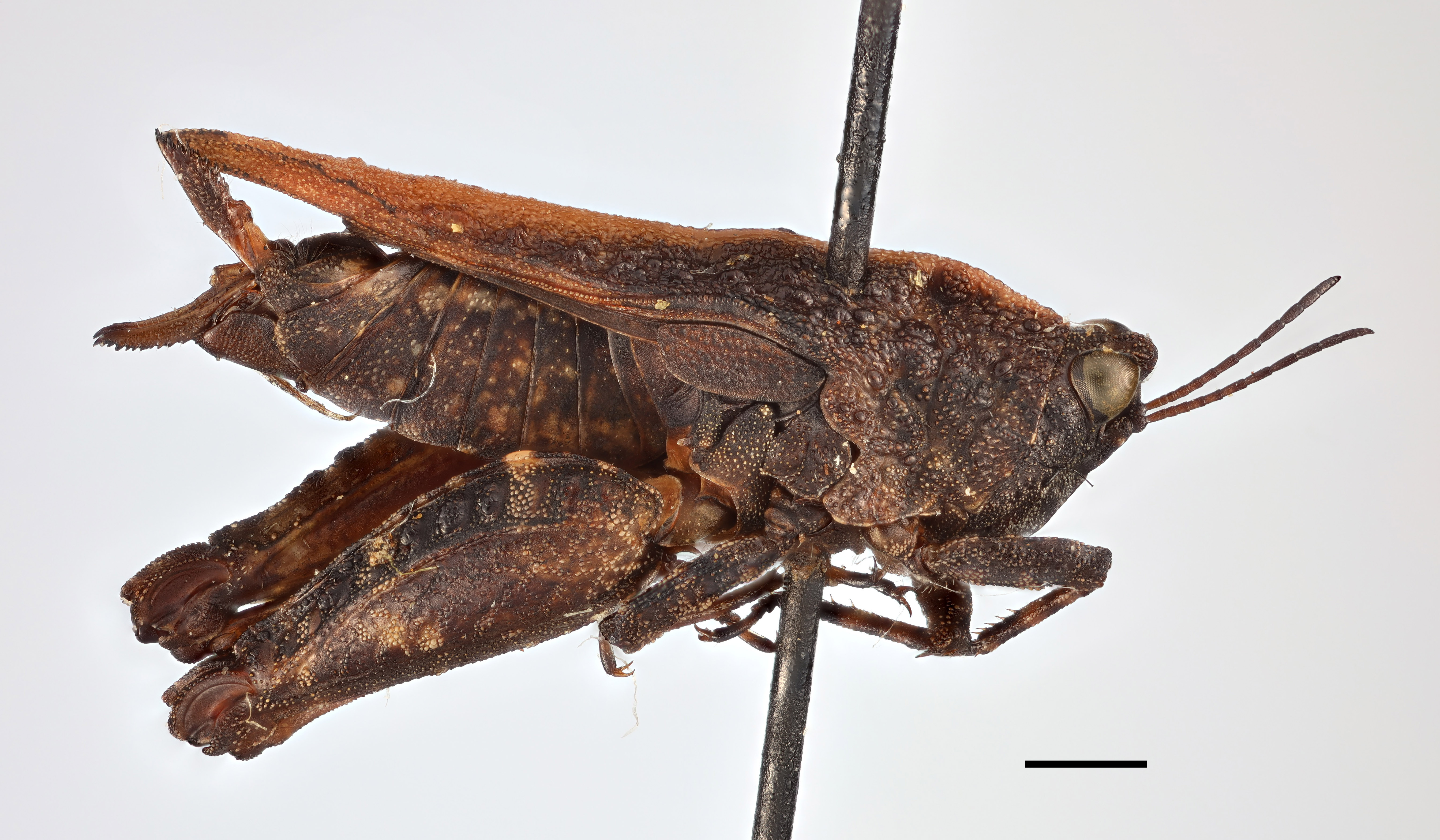 CollectionObject 1536501; f511ce8e-9f91-440d-8cca-79bad45b77a8, MZLU167528, Type no. 4847:1: female (holotype), lateral view. (CollectionObject).