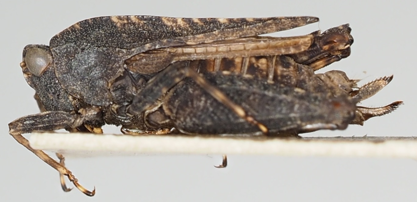 CollectionObject 1577246; 7d56a627-7de3-4e6b-a090-37b39d4bc4cb: female, lateral view, no type. (CollectionObject).