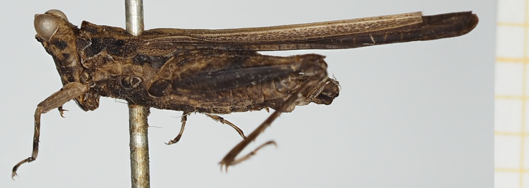 CollectionObject 1518023; 1c6ce210-358a-41a0-bd2b-fd001ecc8bb2, NHMUK010924553: female, lateral view (holotype). (CollectionObject).