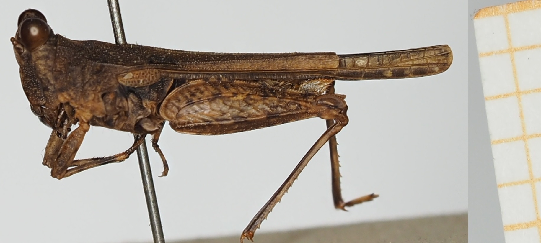 CollectionObject 1518024; eee18134-0a17-497a-9f1b-5210f4579b60, NHMUK010924554: female, lateral view (holotype). (CollectionObject).