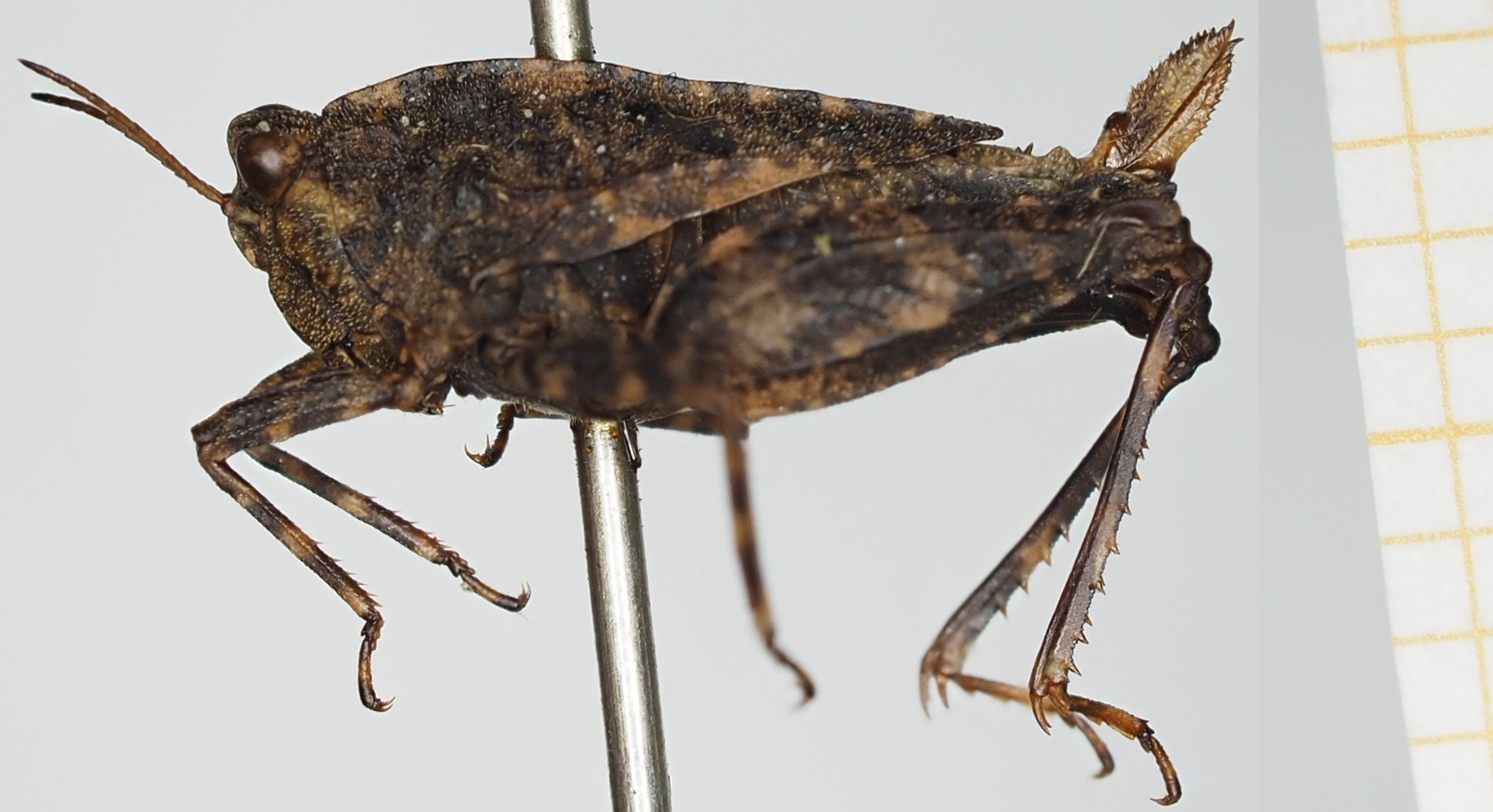 CollectionObject 1518026; 13a1d562-4c22-48af-8bd9-03bc3f6e37ce, NHMUK10924471: female, lateral view (holotype). (CollectionObject).
