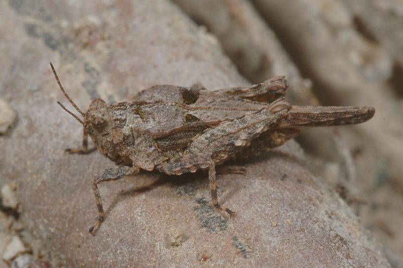Tetrix depressa Brisout de Barneville, 1848: male from Greece (Vati, Rhodos, 6 June 2007). (Otu).