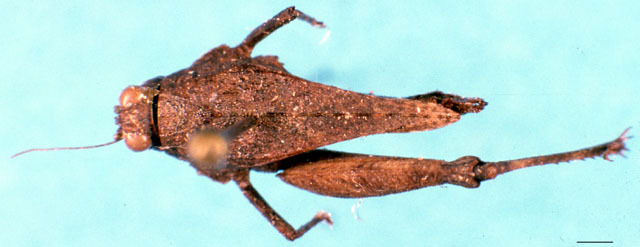 CollectionObject 1505131; b7fa1fda-d0c0-42d0-b7e2-3fc8aae2a9e0: female, dorsal view. (CollectionObject).