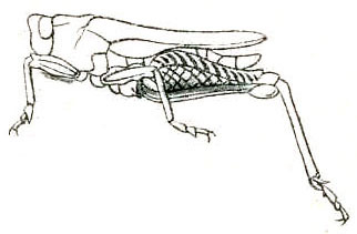 Coptotettix capitatus Bolívar, 1887: Pl. V, Fig. 44 b. male habitus. (Otu).