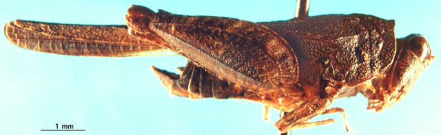 CollectionObject 1521434; 1efc1942-2a32-4fbd-97f8-0517679020ba: male, lateral view. (CollectionObject).