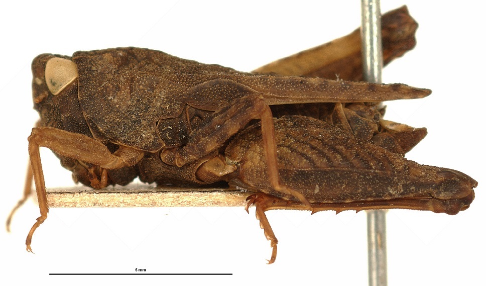 CollectionObject 1506798; ad3d7449-98ba-4600-a45d-2e507a282901: male, lateral view (holotype). (CollectionObject).