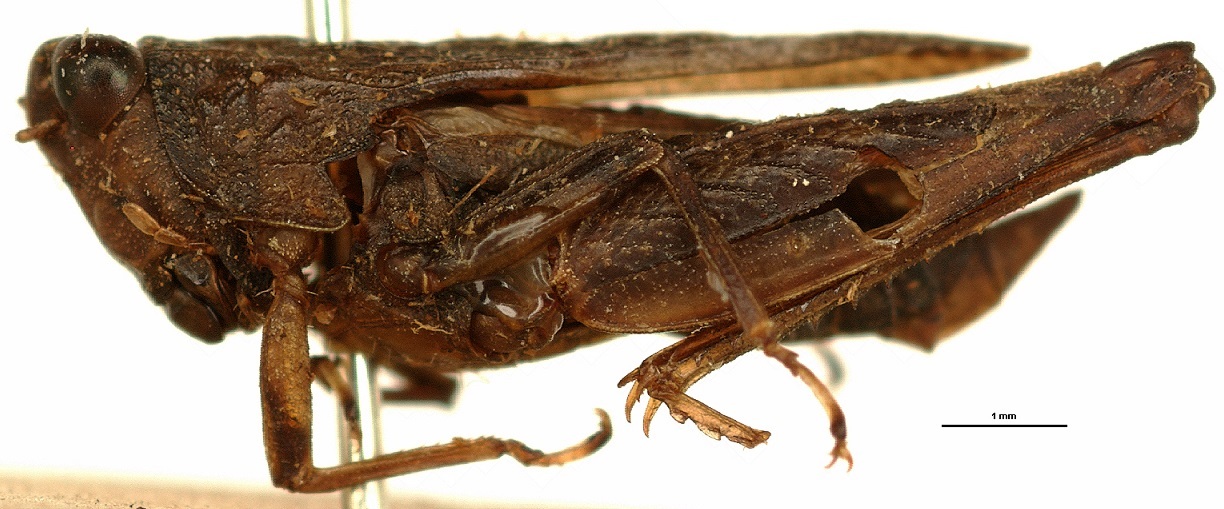 CollectionObject 1521847; OUM 744, 50760587-e65e-4af9-b391-484d0138d51d: male, lateral view (holotype). (CollectionObject).