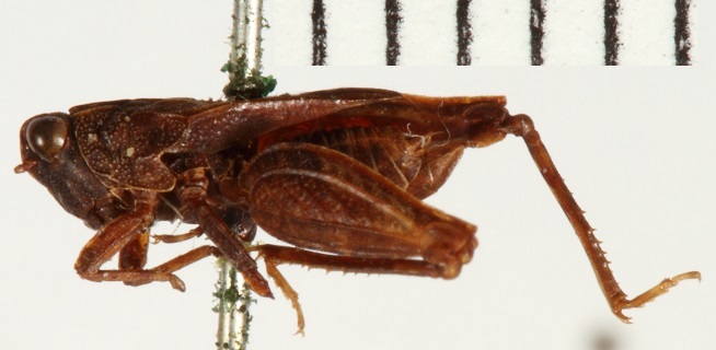 CollectionObject 1578295; NHRS NRM-ORTH 9349, 6d24a11f-18b7-4d58-a272-848666700f09: male, lateral view (allotype). (CollectionObject).