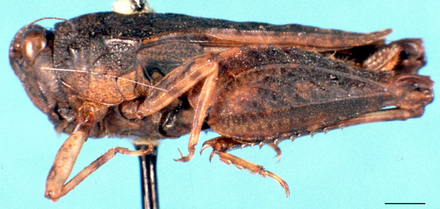 CollectionObject 1477039; f5e624f3-0f53-4b96-b2e6-535ae5cea354, DORSA D018XF01: female, lateral view (syntype). (CollectionObject).