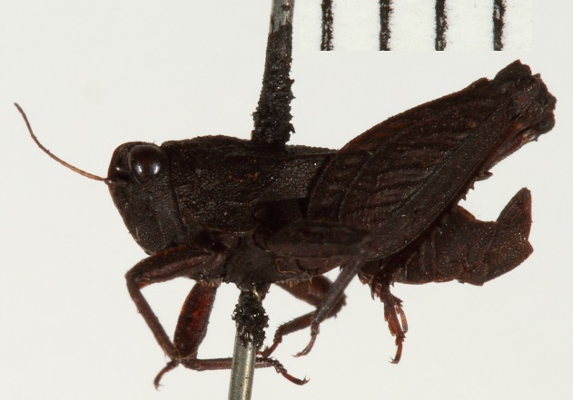 CollectionObject 1571064; 10f36618-955a-4893-9859-0946d4f66334: male, lateral view. (CollectionObject).