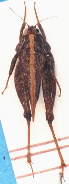 CollectionObject 1538167; ca1dc497-485f-4199-b2d0-0ba6eada4a7b: male, dorsal view, holotype. (CollectionObject).