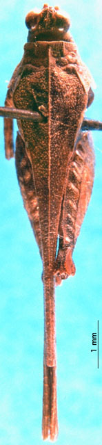 CollectionObject 1521422; 95d7675b-3fc1-4578-afd3-dffa97563bd9: male, dorsal view. (CollectionObject).