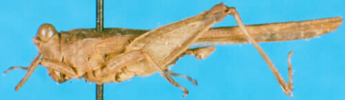 CollectionObject 1501975; d6428889-288e-4e2b-b6e0-f93bdb316edf: male, lateral view. (CollectionObject).