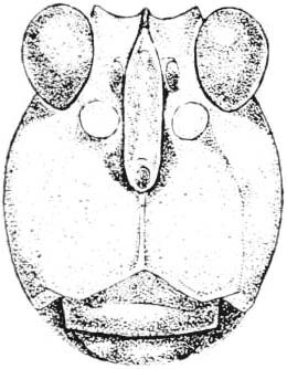 Paratettix brevipennis (Hancock, 1902): Fig. 156. male, head, facial view. (Otu).