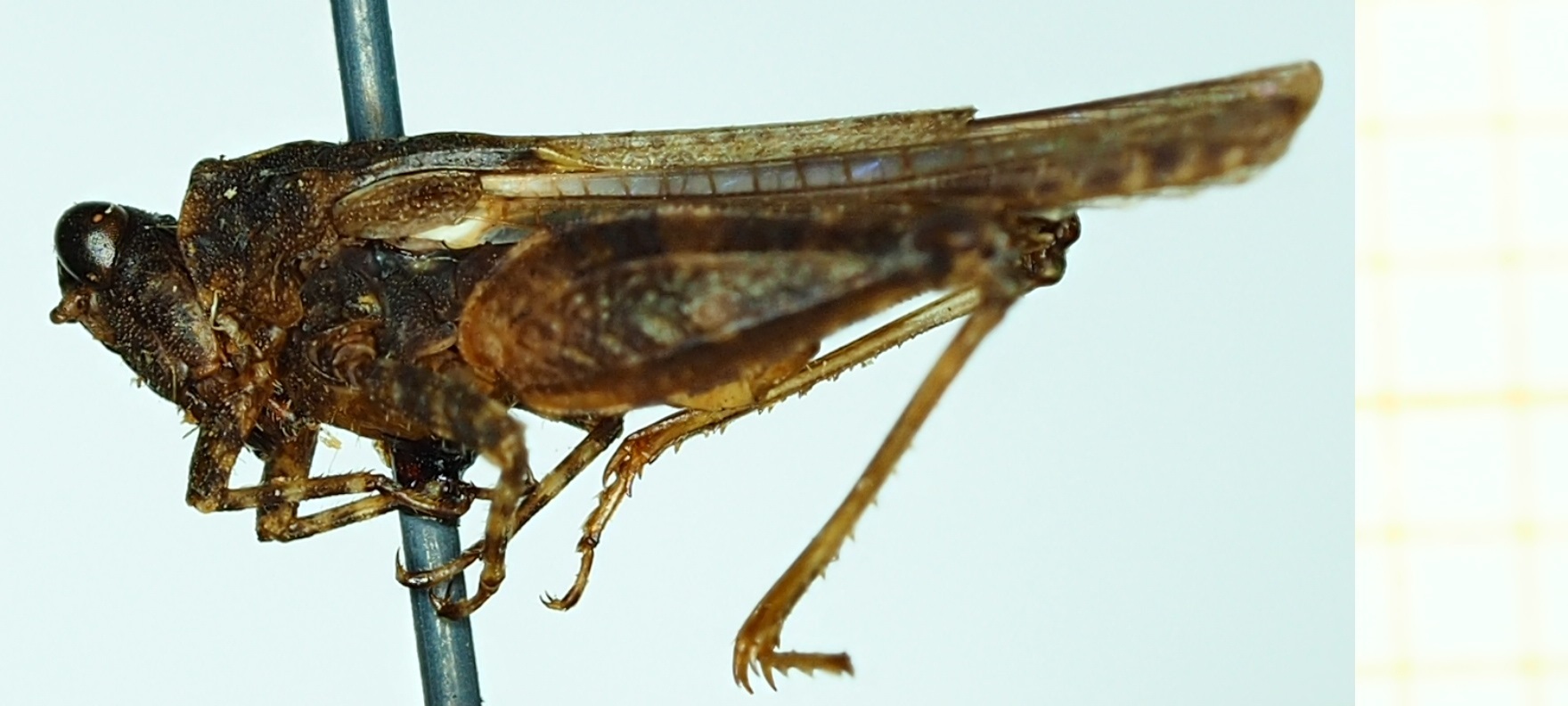 CollectionObject 1517970; 3cbc2d59-e51d-4889-8ef5-63e15985acca, NHMUK010924785: male, lateral view (syntype). (CollectionObject).