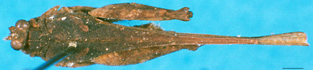 CollectionObject 1502071; d9ffe17b-dcf9-4294-9db2-d138f421a0d9: female, dorsal view. (CollectionObject).