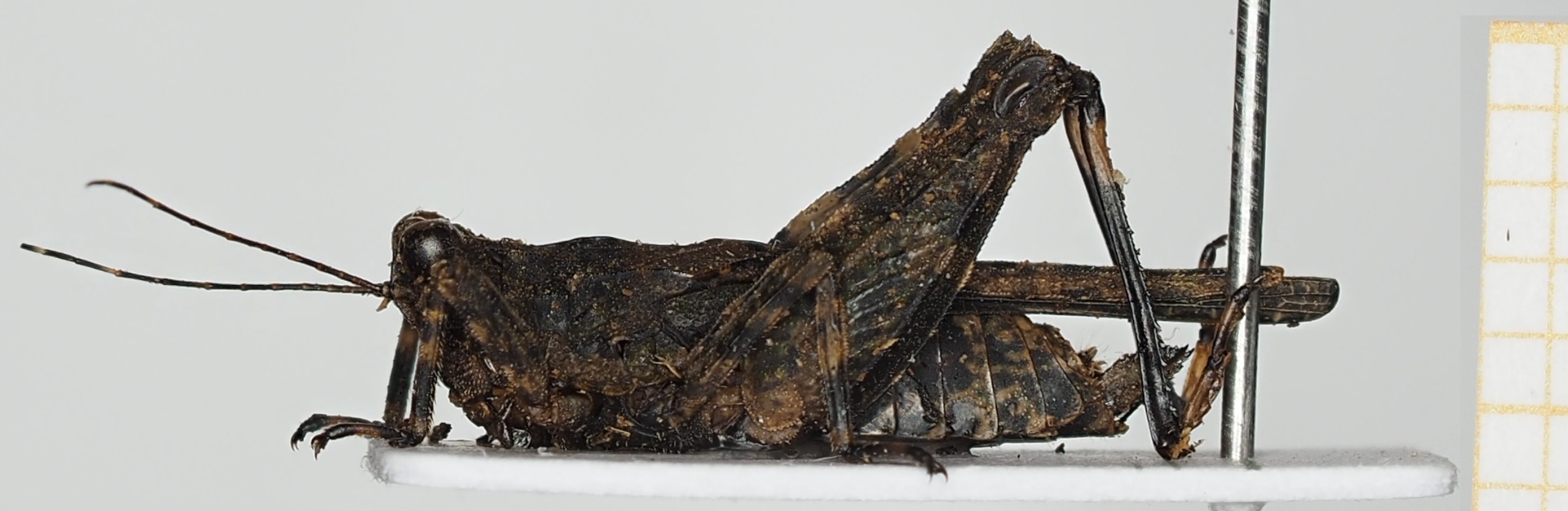 CollectionObject 1584418; ce42150e-48de-4c37-a58e-0dc4d031ca34: female, lateral view. (CollectionObject).