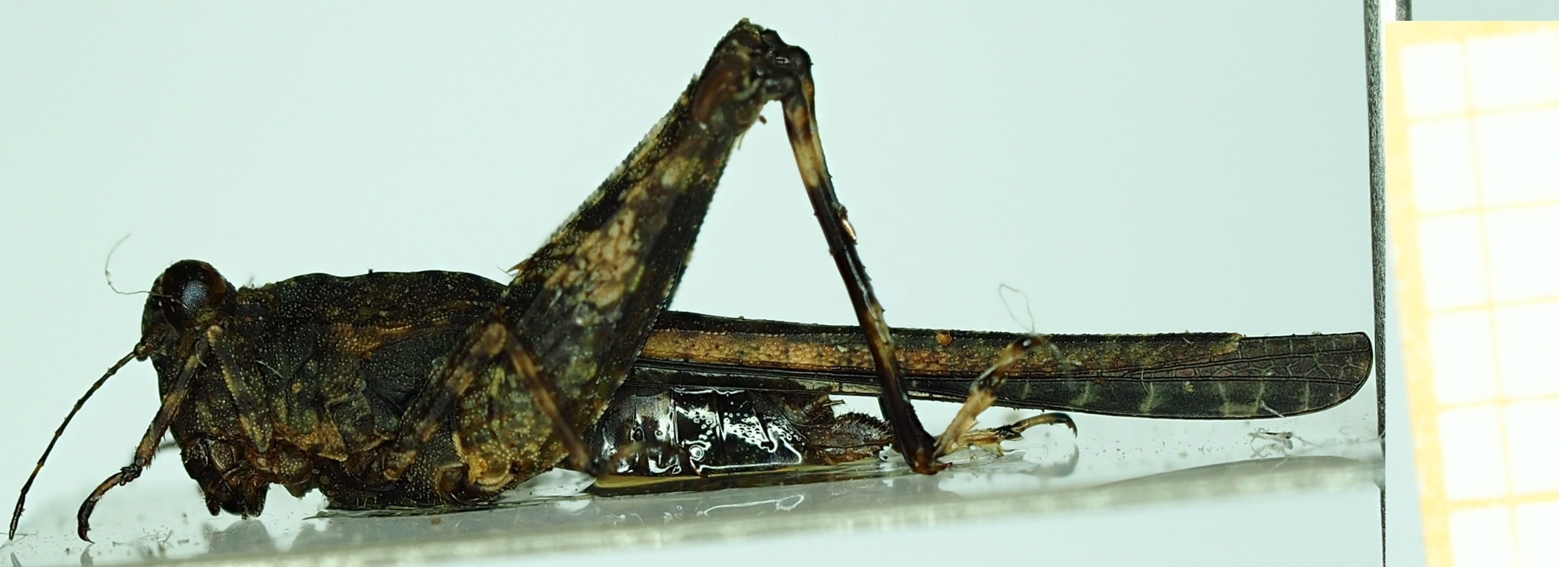 CollectionObject 1585166; 90f9f4d4-55ca-43a0-92d6-45bc62d01e21: male, lateral view. (CollectionObject).