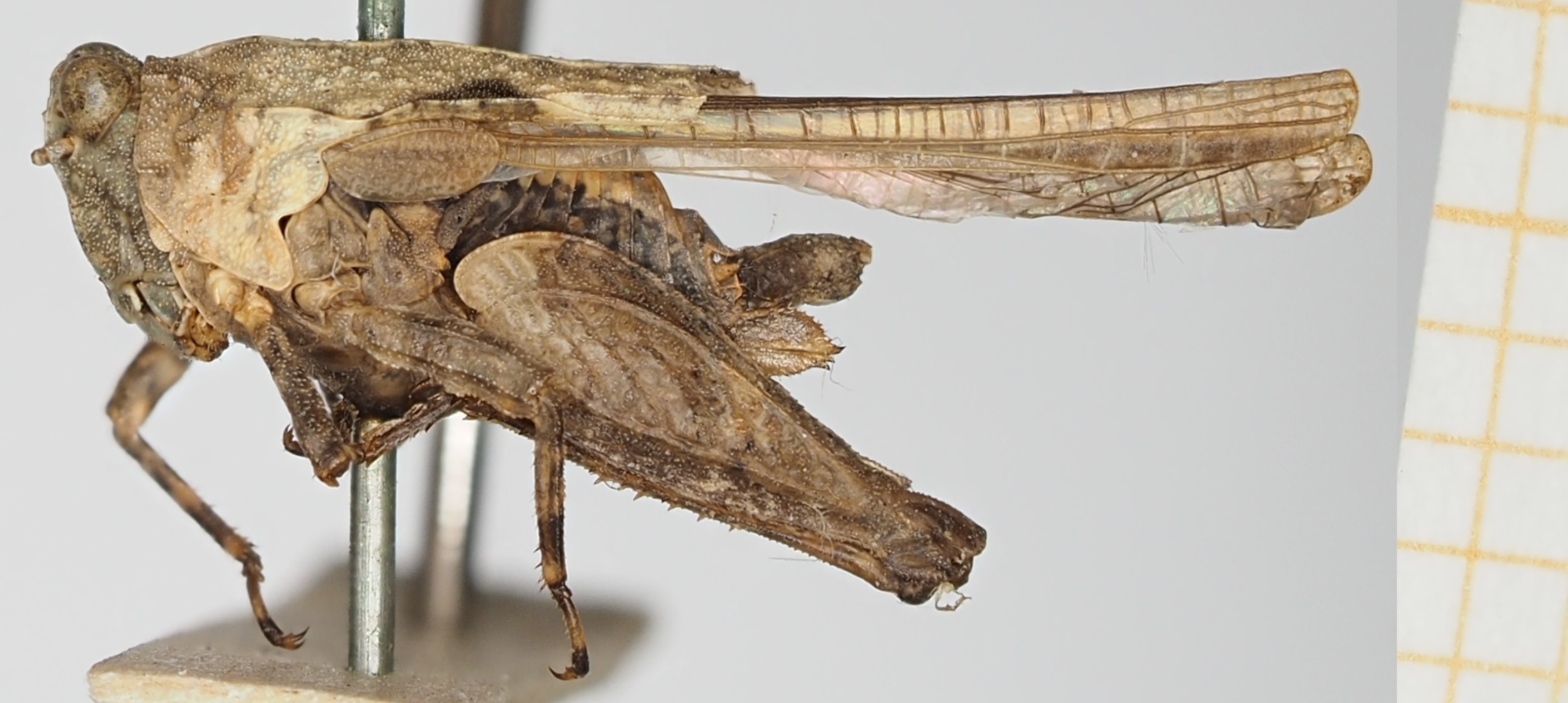 CollectionObject 1517974; 5f160875-91ed-4b73-85a7-4120b32a13c1, NHMUK10924561: female, lateral view (holotype). (CollectionObject).