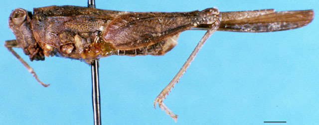 CollectionObject 1505108; 45add3bd-35e8-4833-9da6-a321b8653683, DORSA D165XM01: male, lateral view (paralectotype). (CollectionObject).