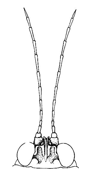 Paratettix antennatus Hebard, 1923: pl. 10, fig. 2. dorsal view of head and antennae. (Otu).