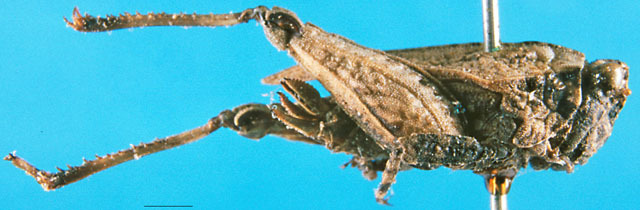 CollectionObject 1500862; d2d3b690-e2f3-45d5-aa25-d8acc0a7420e: female, lateral view (holotype). (CollectionObject).