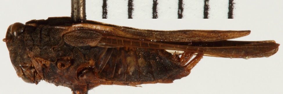 CollectionObject 1477181; NHRS NRM-ORTH 9320, cf682b18-2772-4552-b46f-fc7e12bdc160: female, lateral view (allotype). (CollectionObject).