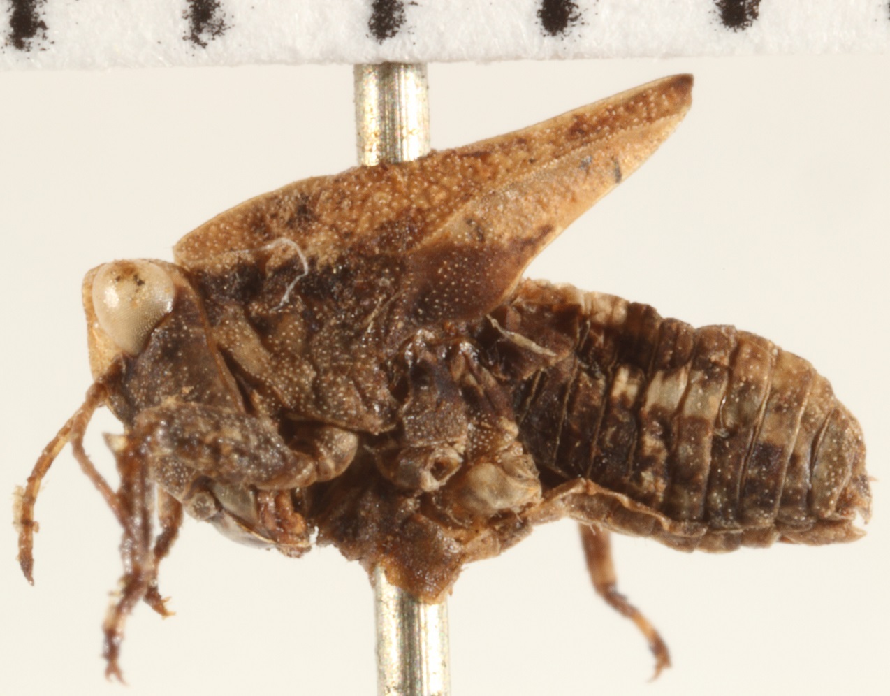 CollectionObject 1529949; NHRS NRM-ORTH 9348, 29edc4f5-65e9-4fb8-931c-7aa362b550f3: male (larve), lateral view (holotype). (CollectionObject).