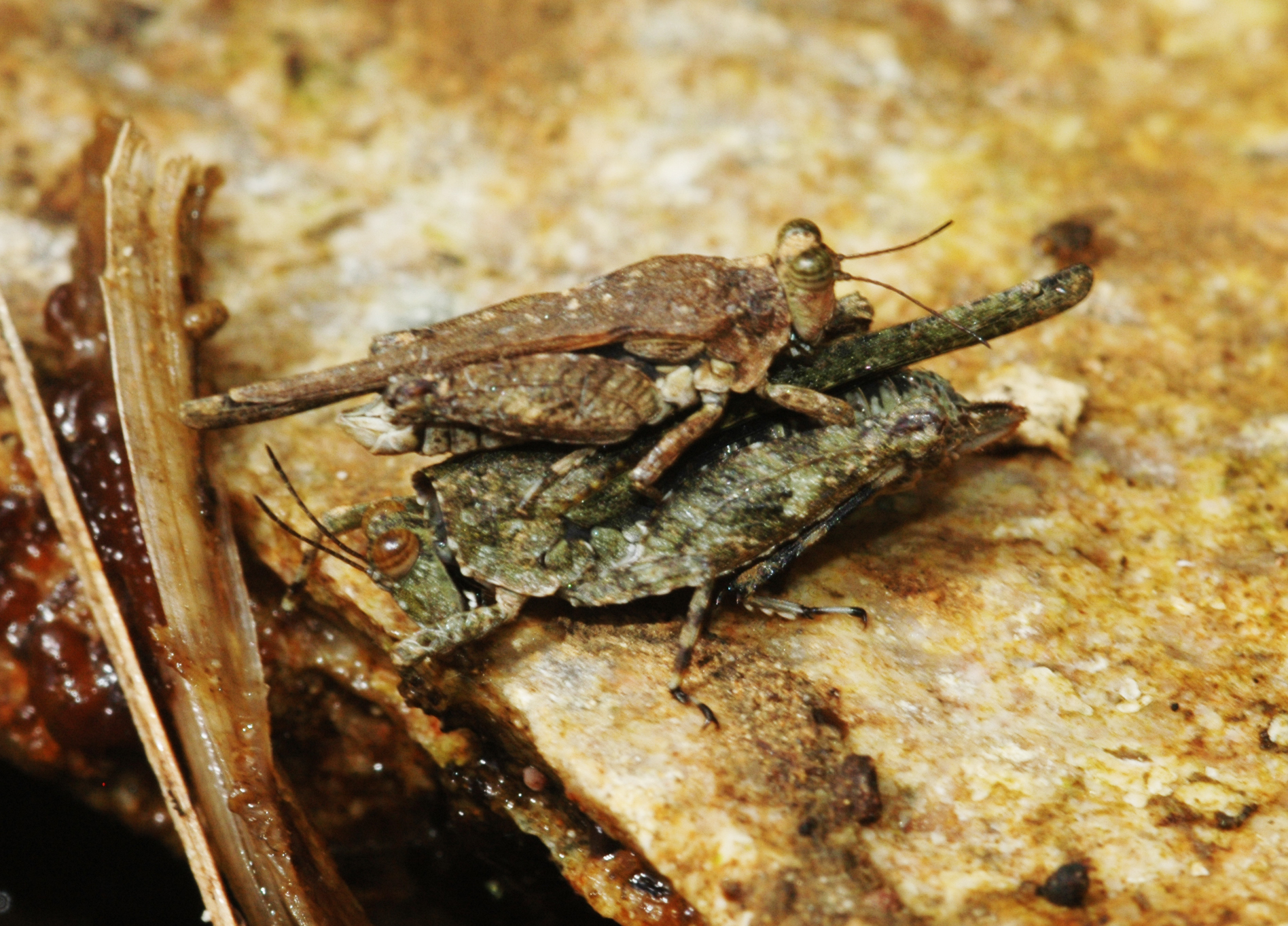 Teredorus aztecus (Saussure, 1861): couple. (Otu).