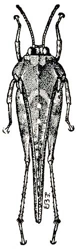 Paratettix cucullatus (Burmeister, 1838): Fig. 63 (after Lugger). male, dorsal view (body length 10-12.5 mm, pronotum 9.5-11 mm). (Otu).