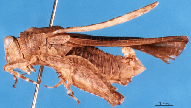 CollectionObject 1505421; 92928fe3-634c-4d24-a569-2f1c0a0d02fe: male, lateral view. (CollectionObject).