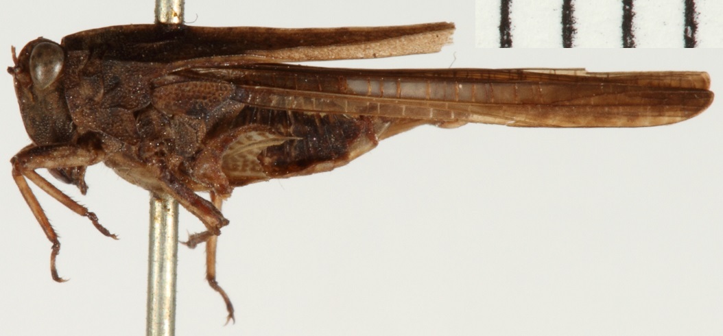 CollectionObject 1529943; NHRS NRM-ORTH 9284, 122cbe55-4ca3-41dd-a047-55371fd70d17: male, lateral view (holotype). (CollectionObject).