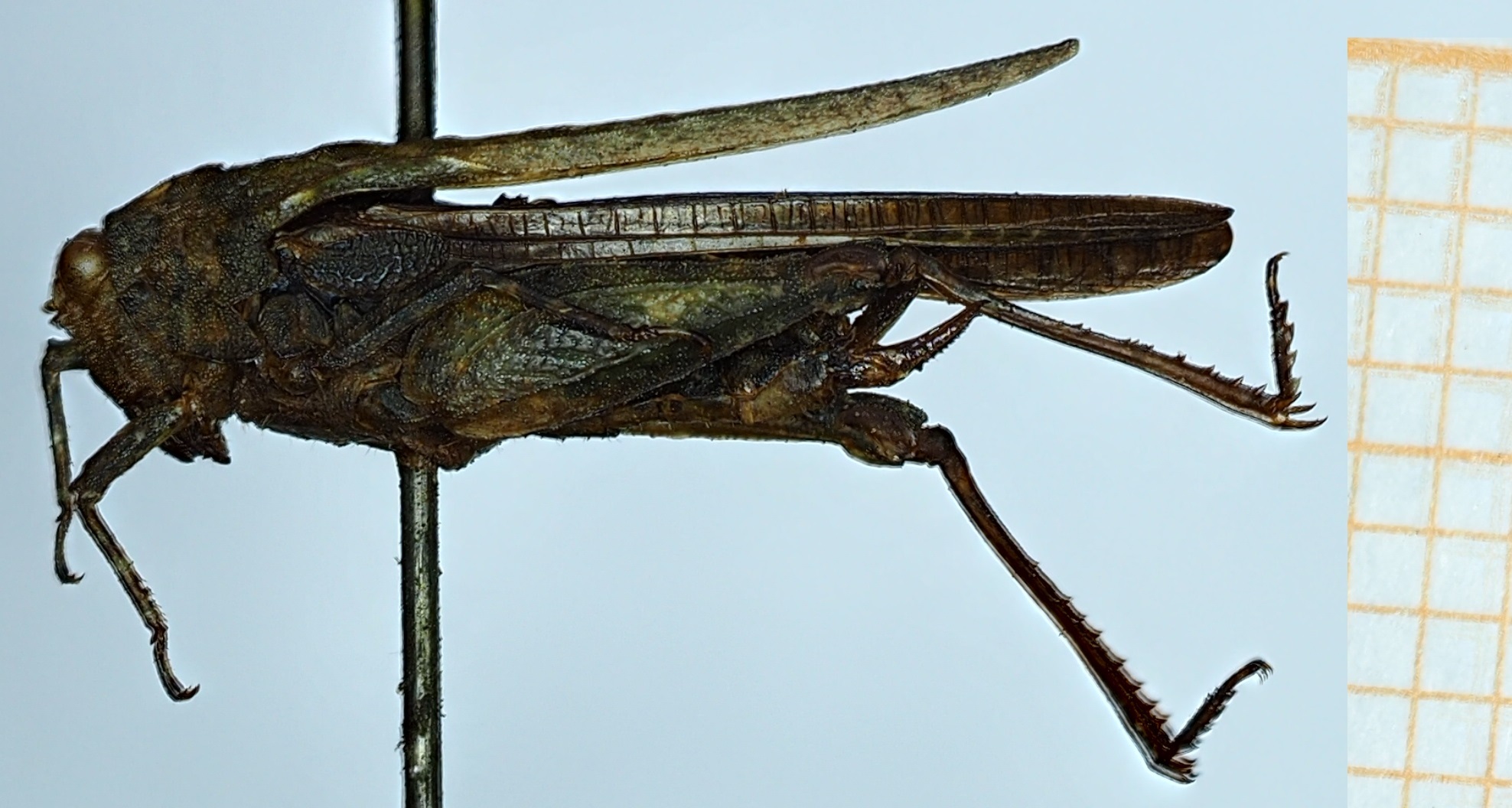 CollectionObject 1584369; 789b340c-b36a-42f7-8040-357866196c63: female, lateral view (syntype). (CollectionObject).