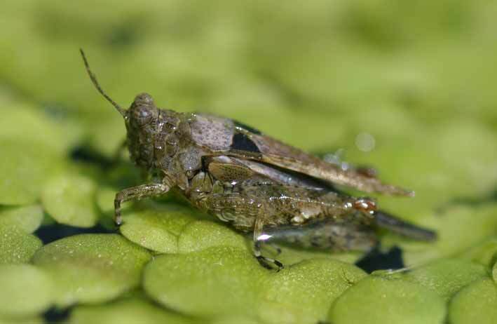 Paratettix meridionalis (Rambur, 1838): individual from La Gomera. (Otu).