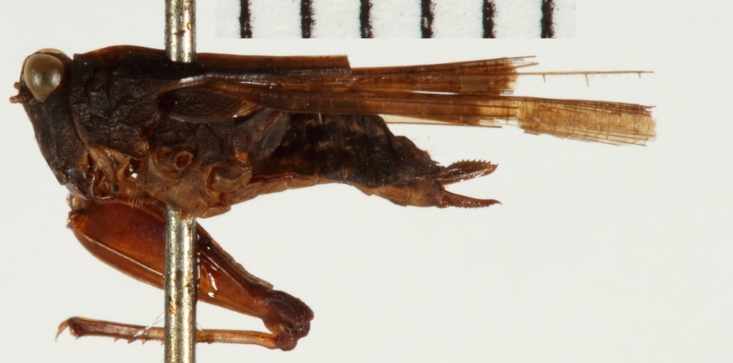 CollectionObject 1477218; NHRS NRM-ORTH 9283, 9123ef68-f760-42f3-93f0-1af1b732d841: female, lateral view (holotype of Paratettix longipennis). (CollectionObject).