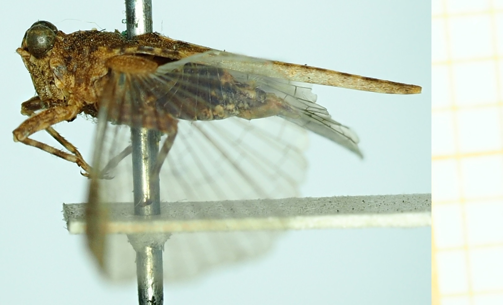 CollectionObject 1477164; 64ec1c77-ad21-4d4d-9a2d-2652efae199d, NHMUK010924783: male, lateral view (syntype). (CollectionObject).