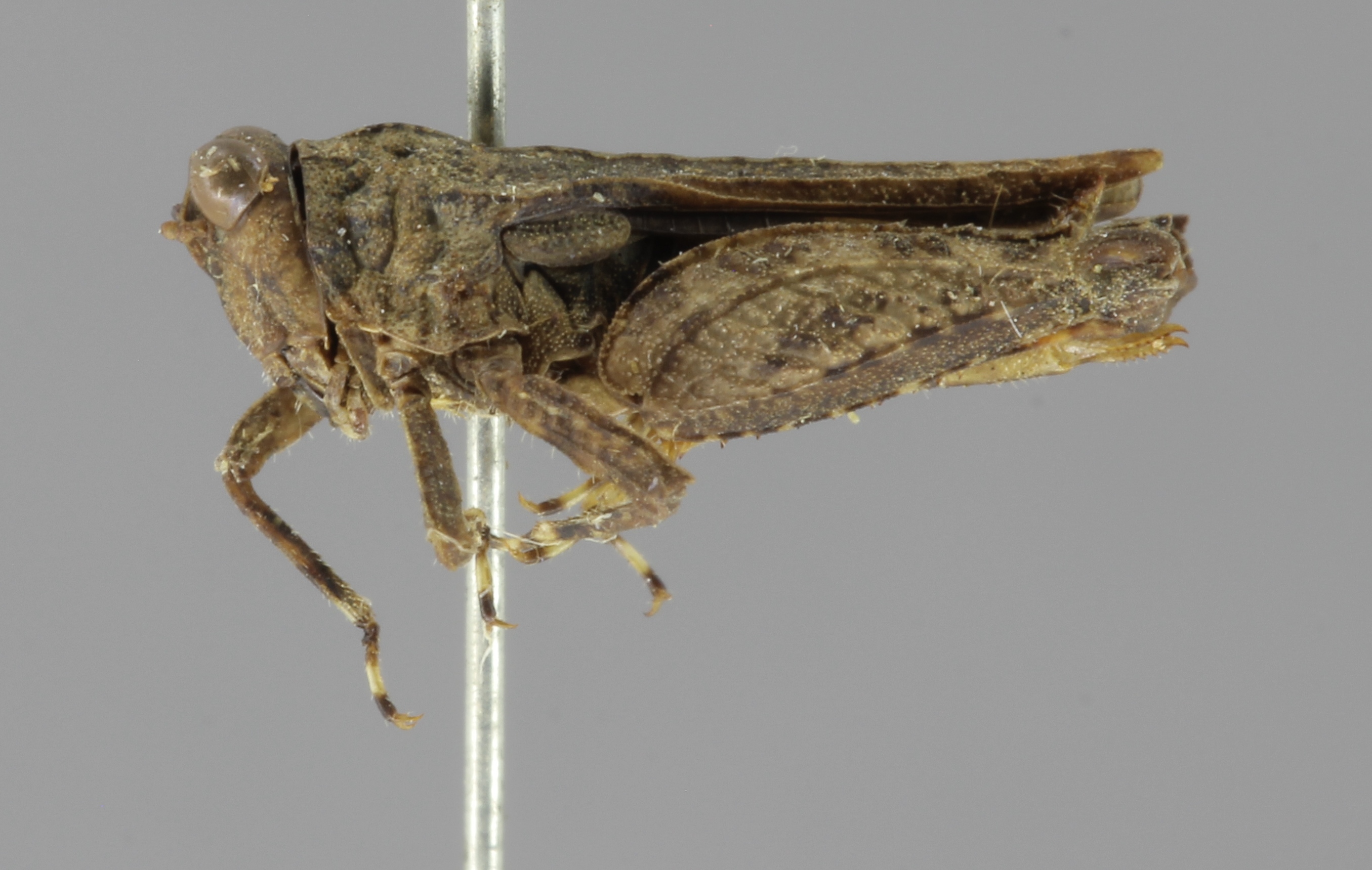 CollectionObject 1523278; a3c7fd88-43e8-4b65-9930-993a6707a8c9: female, lateral view (holotype). (CollectionObject).
