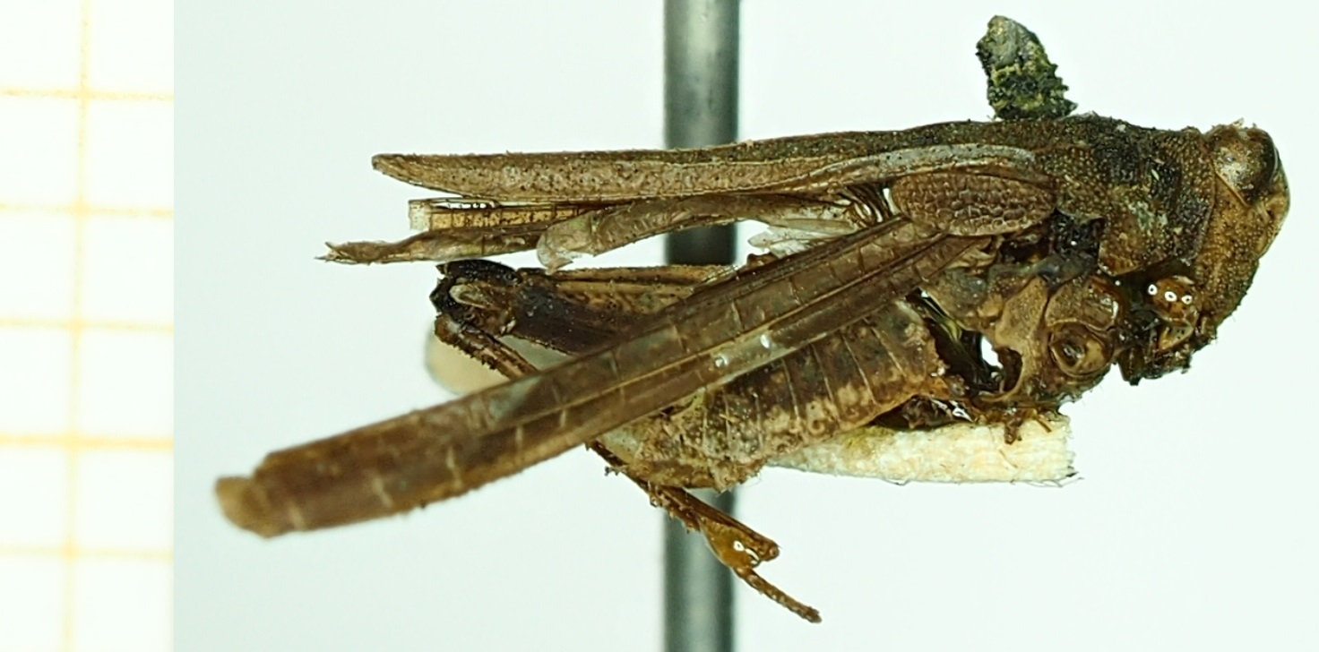 CollectionObject 1535397; 30f2b0b8-8e80-4738-86c7-7feb3bf1b8b1: male, lateral view (holotype). (CollectionObject).