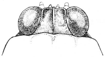 Clypeotettix schochii (Bolívar, 1887): Fig. 130. male, head, dorsal view. (Otu).