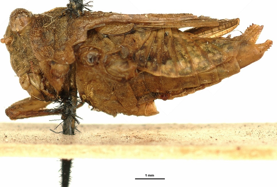 CollectionObject 1521851; OUM 729, 7f0ed841-bfde-4099-99fc-1dd7d190da80: female, lateral view (holotype). (CollectionObject).