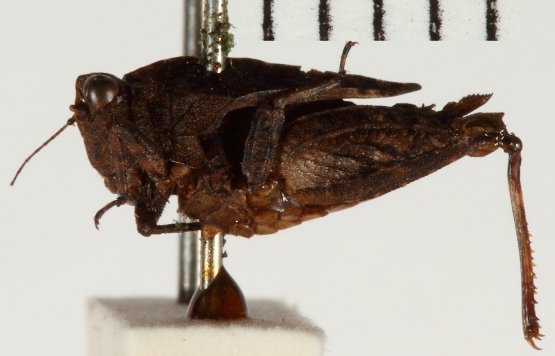 CollectionObject 1477220; NHRS NRM-ORTH 9321, eeef2f6a-c087-465c-b55c-f8402aa95131: female, lateral view (holotype of Paratettix curvinotum). (CollectionObject).
