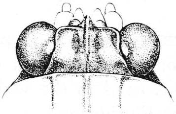 Platythorus toltecus (Saussure, 1861): Fig. 132. male, head, dorsal view. (Otu).