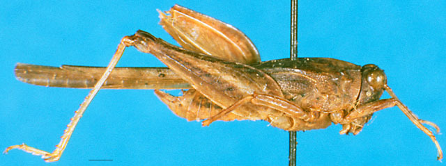 CollectionObject 1500863; 14eb87b0-b139-4eb8-bc3e-53efbc260fa9: male, lateral view (syntype). (CollectionObject).