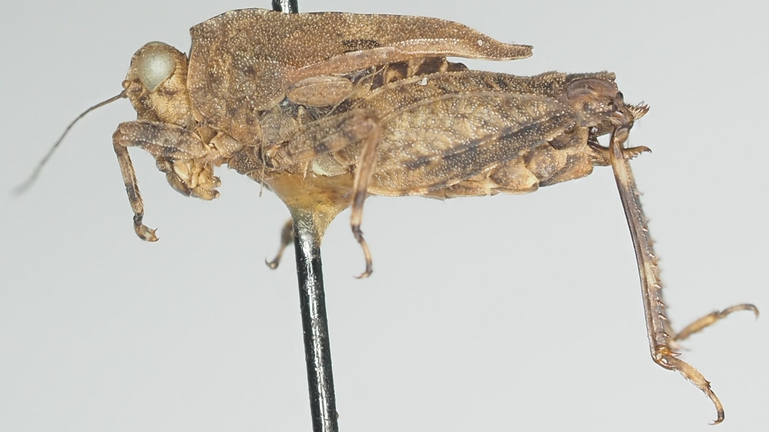 CollectionObject 1576881; 58355706-2caf-4dad-afbf-63d5ff8ffce0: female, lateral view. (CollectionObject).
