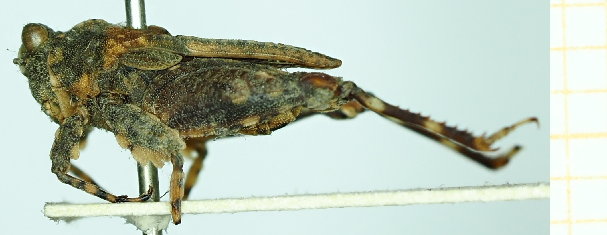 CollectionObject 1477174; 2435dde5-c48e-441e-b1b1-b0d7f2c9481a, NHMUK010924800: female, lateral view (holotype). (CollectionObject).