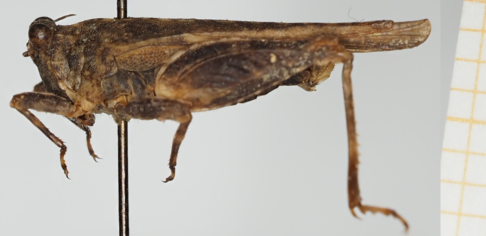 CollectionObject 1575979; 747109f9-f59d-4e94-99a5-5e6b746ef02c, NHMUK010924535: female, lateral view (paratype). (CollectionObject).