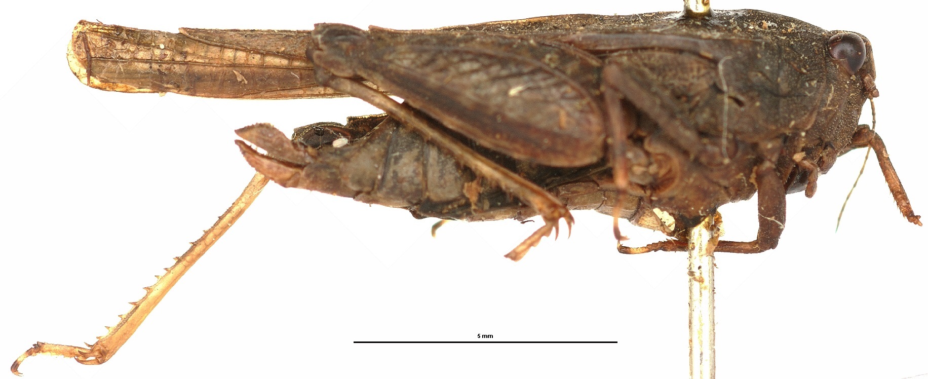 CollectionObject 1477253; 09c6a3b7-6d3b-436d-a23a-fcb3ed005eac: female, lateral view (holotype). (CollectionObject).