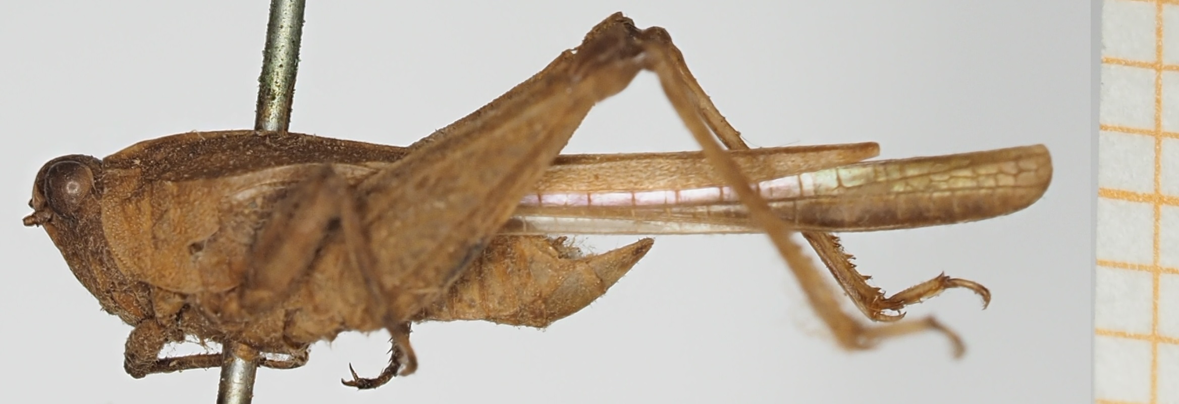 CollectionObject 1517995; 180458c4-d054-4b9b-95eb-220d718705fd, NHMUK010924560: male, lateral view (holotype). (CollectionObject).